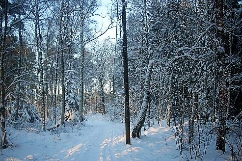 <b>Tisdagen den 21 december 2010, 5 km</b><br>
	Det var 10 väl påpälsade vandrare som Cornelia tog med sig ut på en runda i Nybroskogen och även om det har vandrats vid ännu bistrare 
	väder, så känns det i kinderna när termometern visar -10 . Annars är det inte så farligt när man väl har fått upp farten, för då sprider 
	sig värmen ganska bra i kroppen.<br>
	Ungefär halvvägs stannade vi upp för att Cornelia skulle kunna föreviga solens kamp för att hålla sig ovanför horisonten….tidig 
	eftermiddag och ändå på väg att skymma…..men vackert var det och när dagens sista strålar lyste upp den gnistrande vita snön runt om oss, 
	då blev vi nästan lyriska.<br>
	Christina väckte oss ur drömmen med utdelning av clementiner och pepparkakor, en gåva från skogstomten ( men glöggen…???..) . Stärkta av 
	intaget av C-vitaminer, kanel, ingefära och kryddnejlikor fortsatte vi vår vandring genom skogen.<br>
	Vi slog inget köldrekord och inget annat rekord men när vi var tillbaka på Nya Torg kunde vi ändå glädja oss åt att vi sammanlagt i år 
	hade vandrat längre än den sammanlagda längden av förra årets vandringar.<br> 	
	KUL !!…..och förhoppningsvis en ny trend. Sedan var nog alla, trots allt, sugna på att komma hem till den goa stugvärmen, så det blev….
	Tack för ännu en fin vandring och GOD JUL innan vi skildes åt för att mötas igen på Annandag Jul för en ny vandring.<br>
	Text: Kjell. Foton: Cornelia.